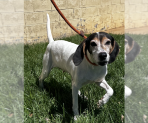 Beagle-Unknown Mix Dogs for adoption in Thomasville, NC, USA