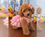 Image preview for Ad Listing. Nickname: Havapoo puppies