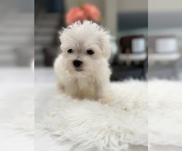 Medium Photo #1 Maltese Puppy For Sale in ADDISON, IL, USA