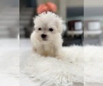 Image preview for Ad Listing. Nickname: Maltese