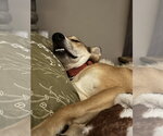 Small #34 German Shepherd Dog Mix
