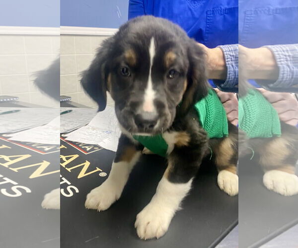 Medium Photo #3 Beagle-Unknown Mix Puppy For Sale in Minneapolis, MN, USA