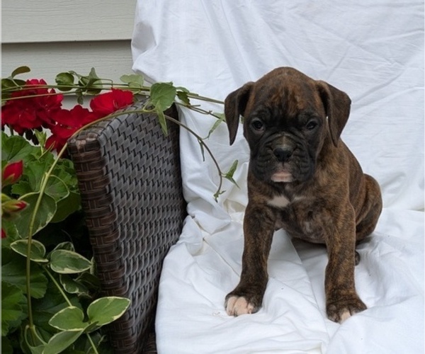 Medium Photo #2 Boxer Puppy For Sale in GOSHEN, IN, USA