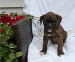 Small Photo #34 Boxer Puppy For Sale in GOSHEN, IN, USA