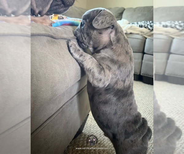 Medium Photo #3 French Bulldog Puppy For Sale in SACRAMENTO, CA, USA