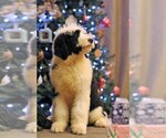 Small Photo #6 Old English Sheepdog Puppy For Sale in STANLEY, VA, USA