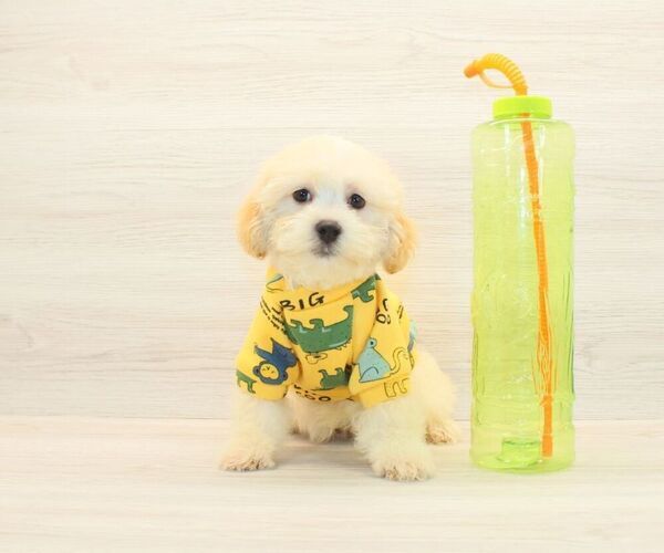 Medium Photo #5 Maltipoo Puppy For Sale in LAS VEGAS, NV, USA