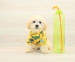 Small #4 Maltipoo
