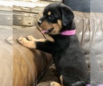 Small #1 Rottweiler