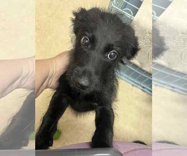 Medium Photo #2 Spaniel-Unknown Mix Puppy For Sale in Sheboygan, WI, USA