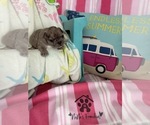 Small #12 French Bulldog