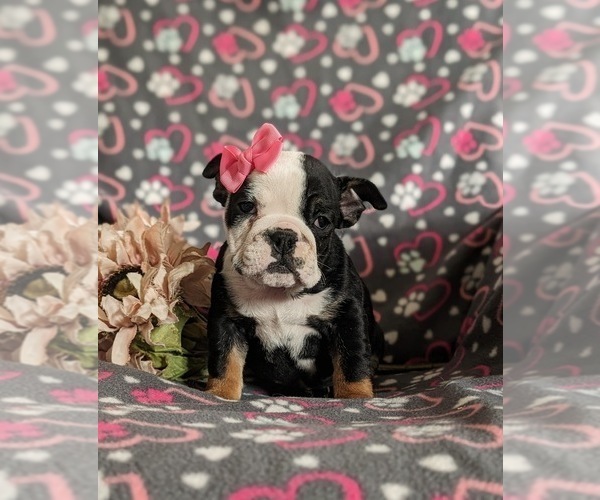 Medium Photo #3 English Bulldog Puppy For Sale in COCHRANVILLE, PA, USA