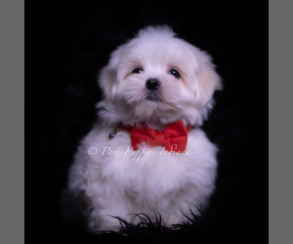 Medium Photo #2 Maltese Puppy For Sale in WARSAW, IN, USA