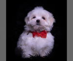 Small #1 Maltese