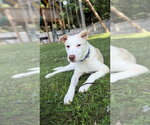 Small #9 Basenji-Labrador Retriever Mix