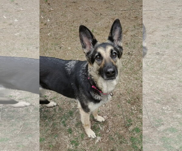 Medium Photo #3 German Shepherd Dog-Unknown Mix Puppy For Sale in New London, WI, USA