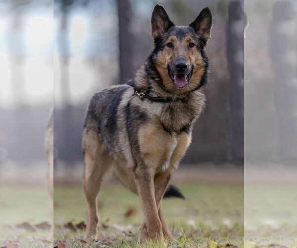 Medium Photo #2 Shollie Puppy For Sale in Munford, TN, USA