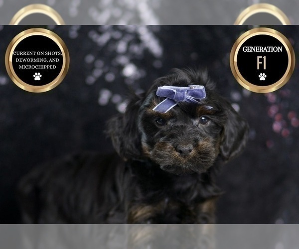 Medium Photo #4 YorkiePoo Puppy For Sale in WARSAW, IN, USA