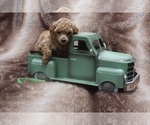 Puppy 2 Poodle (Toy)