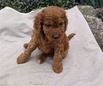 Small Photo #49 Irish Doodle Puppy For Sale in GOSHEN, IN, USA