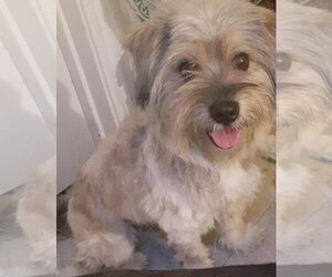 Havanese-Unknown Mix Dogs for adoption in Los Angeles, CA, USA