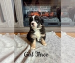 Puppy Girl Three Australian Shepherd