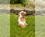 Small #6 Dachshund