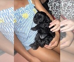 Small #4 Cavapoo