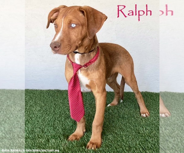 Medium Photo #5 Unknown-Weimaraner Mix Puppy For Sale in San Diego, CA, USA