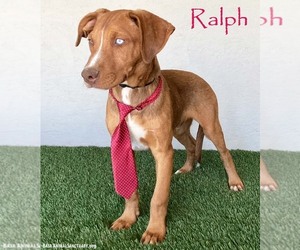 Ralph - Male Unknown-Weimaraner Mix Dog for Adoption - Photo #5