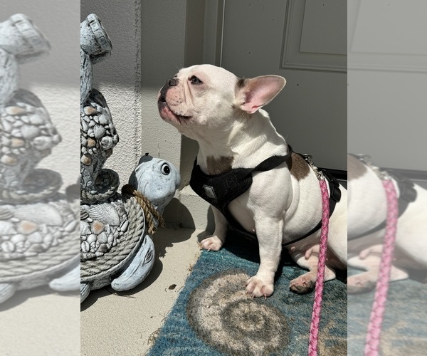 Medium Photo #1 French Bulldog Puppy For Sale in PALM BAY, FL, USA
