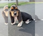 Small Photo #10 Basset Hound Puppy For Sale in GREENLEAF, WI, USA