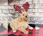 Puppy Puppy 3 Goldendoodle