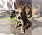 Beers* - Male Mutt Dog for Adoption - Small photo