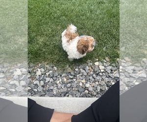 Medium ShihPoo