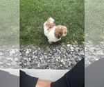 Puppy Parker ShihPoo