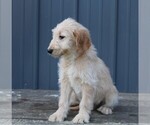 Small Photo #5 Goldendoodle Puppy For Sale in BLOOMINGTON, IN, USA