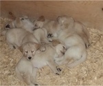 Small Photo #7 Golden Retriever Puppy For Sale in CITRUS HEIGHTS, CA, USA