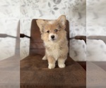 Puppy Sue American Corgi