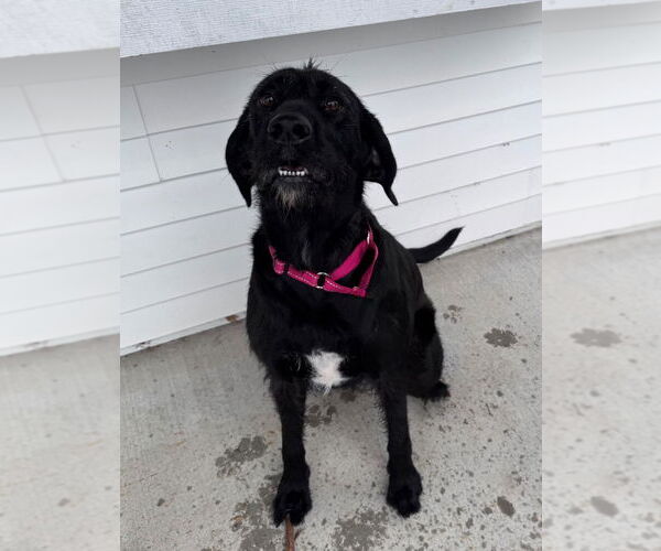 Medium Photo #1 Labrador Retriever-Unknown Mix Puppy For Sale in Muskegon, MI, USA