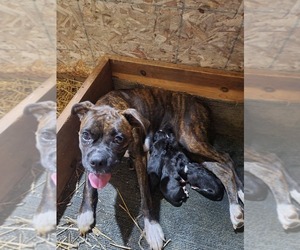 Mother of the Boxer puppies born on 07/30/2023