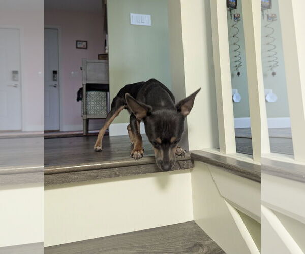 Medium Photo #7 Mutt Puppy For Sale in St. Louis Park, MN, USA