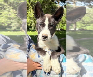 American Pit Bull Terrier-Huskies Mix Dogs for adoption in Clarkston, MI, USA