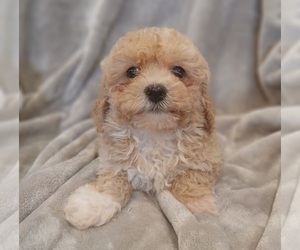 Maltipoo Puppy for sale in BURLINGTON, MA, USA