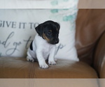 Small #3 Jack Russell Terrier