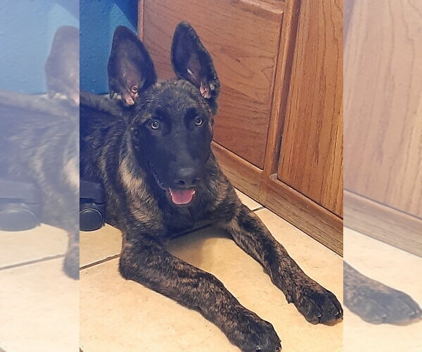Medium Photo #1 German Shepherd Dog-Holland Shepherd Mix Puppy For Sale in Imlay City, MI, USA