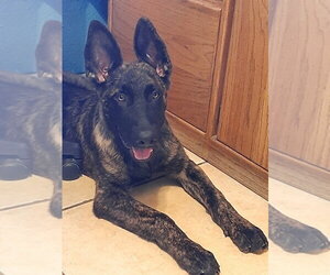 German Shepherd Dog-Holland Shepherd Mix Dogs for adoption in Imlay City, MI, USA