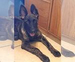Sully Jr located in AR - Male German Shepherd Dog-Holland Shepherd Mix Dog for Adoption - Small photo