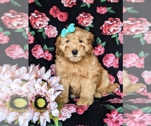 Double Doodle Puppy for sale in NOTTINGHAM, PA, USA