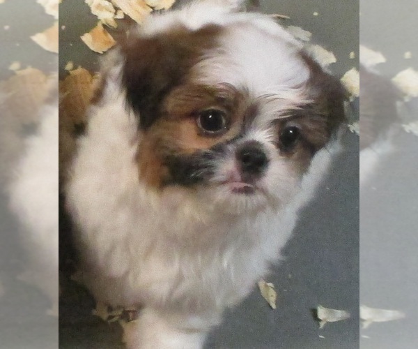 Medium Photo #15 Shih Tzu Puppy For Sale in CARROLLTON, GA, USA